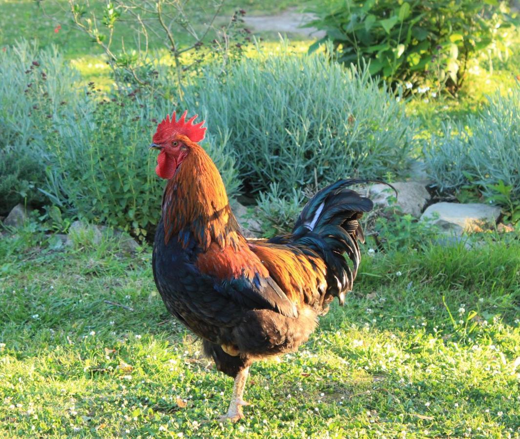 B&B suite privée private suite 53m2, Bretagne mer et campagne Brittany sea&countryside Pleumeur-Gautier Esterno foto